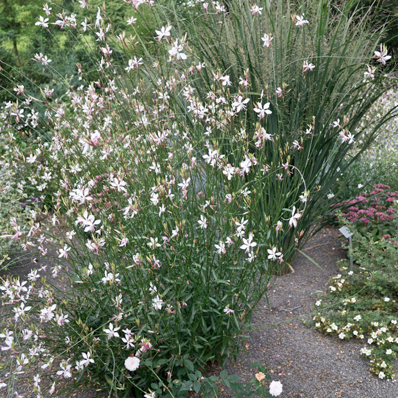 Artikelbild 3 des Artikels “Prachtkerze, weiß “