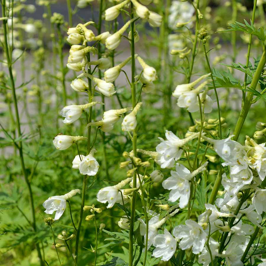 Artikelbild 3 des Artikels “Rittersporn, weiß “