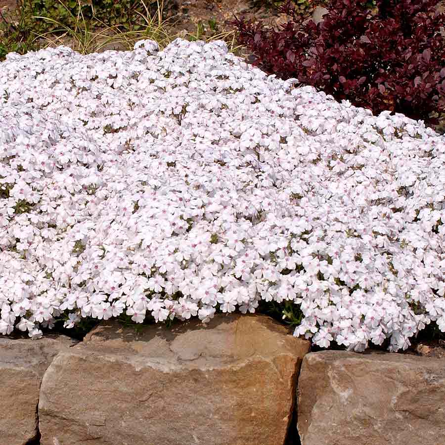 Artikelbild 3 des Artikels “Teppich-Phlox, weiß-rot “