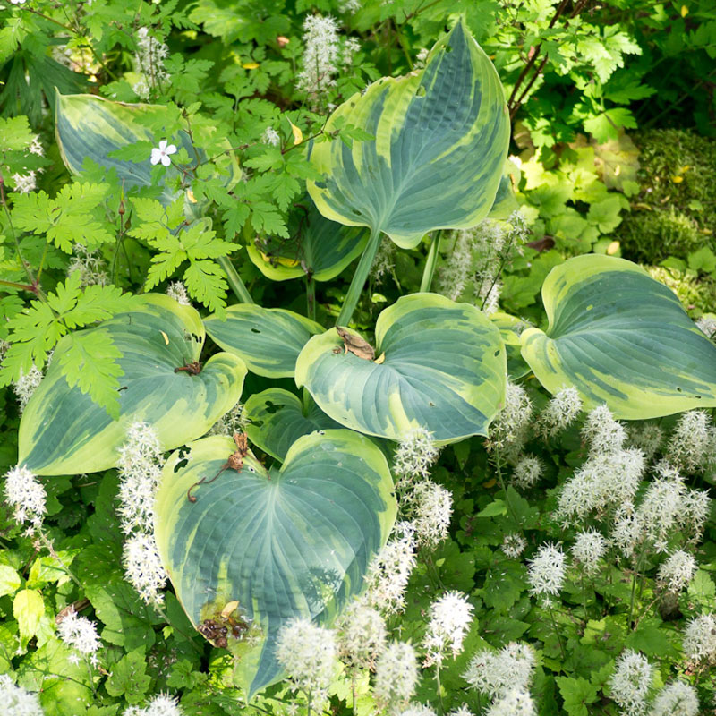 Artikelbild 3 des Artikels “Blaue Gelbrand-Funkie “