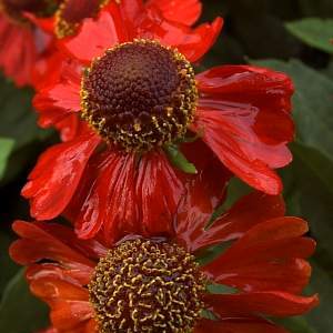Artikelbild 3 des Artikels “Sonnenbraut, rot “