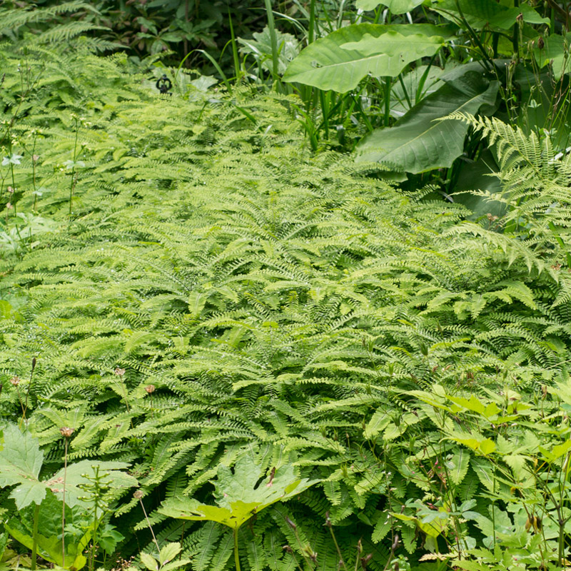 Artikelbild 3 des Artikels “Hufeisen-Farn “