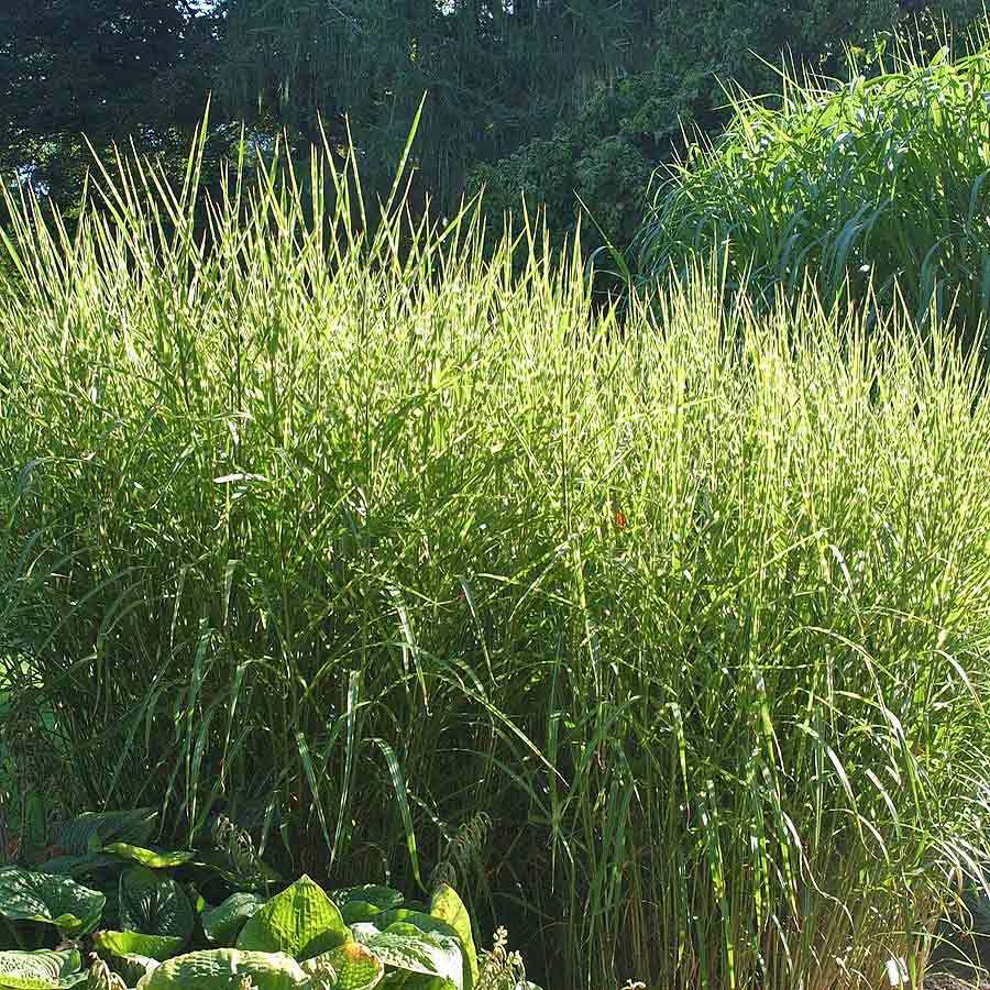 Artikelbild 3 des Artikels “Zebra-Chinaschilf “