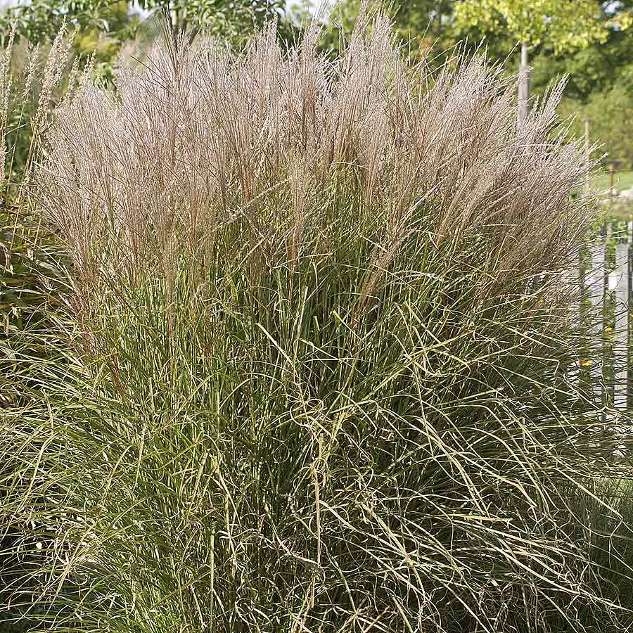 Artikelbild 3 des Artikels “Chinaschilf, weiß “