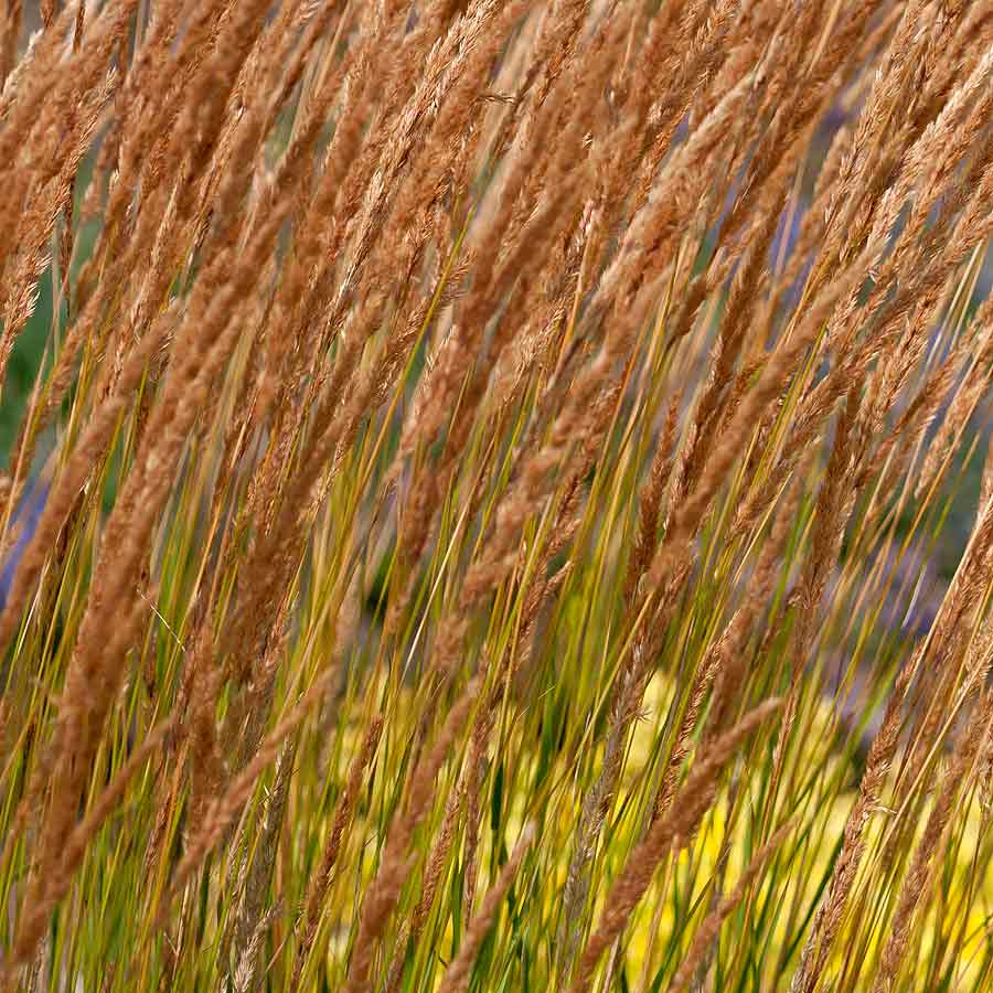 Artikelbild 3 des Artikels “Reitgras “