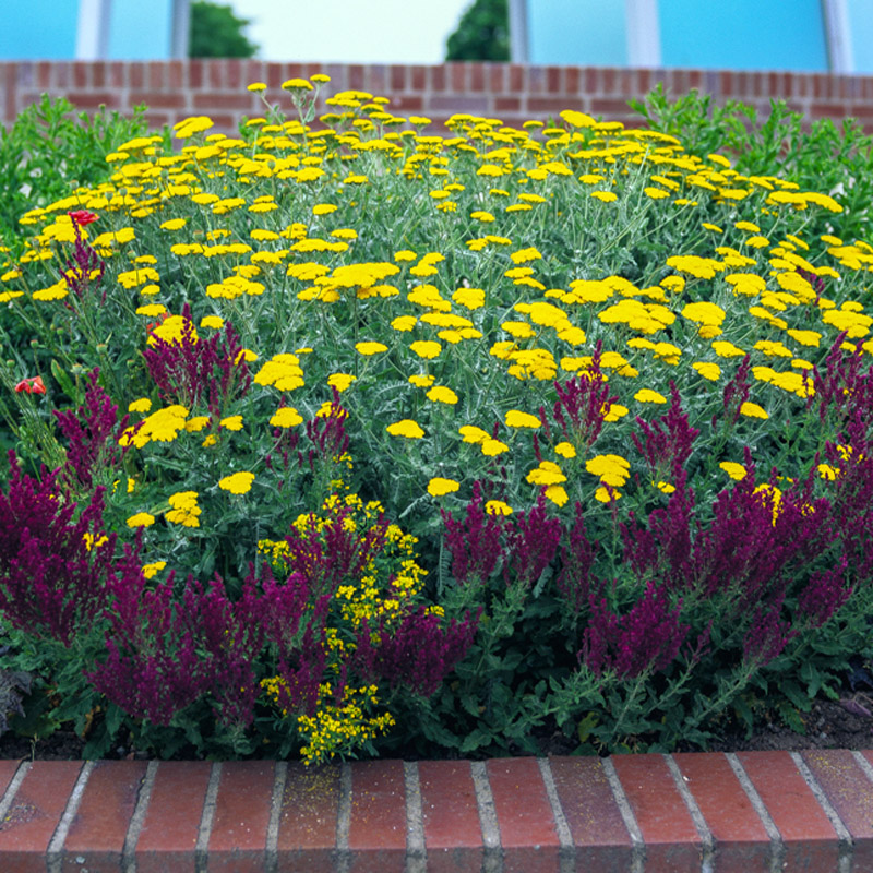 Artikelbild 3 des Artikels “Schafgarbe, hellgelb “