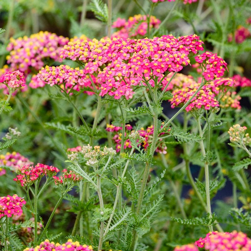 Artikelbild 3 des Artikels “Schafgarbe, ziegelrot “