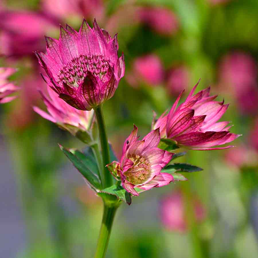 Artikelbild 3 des Artikels “Sterndolde, rosa “