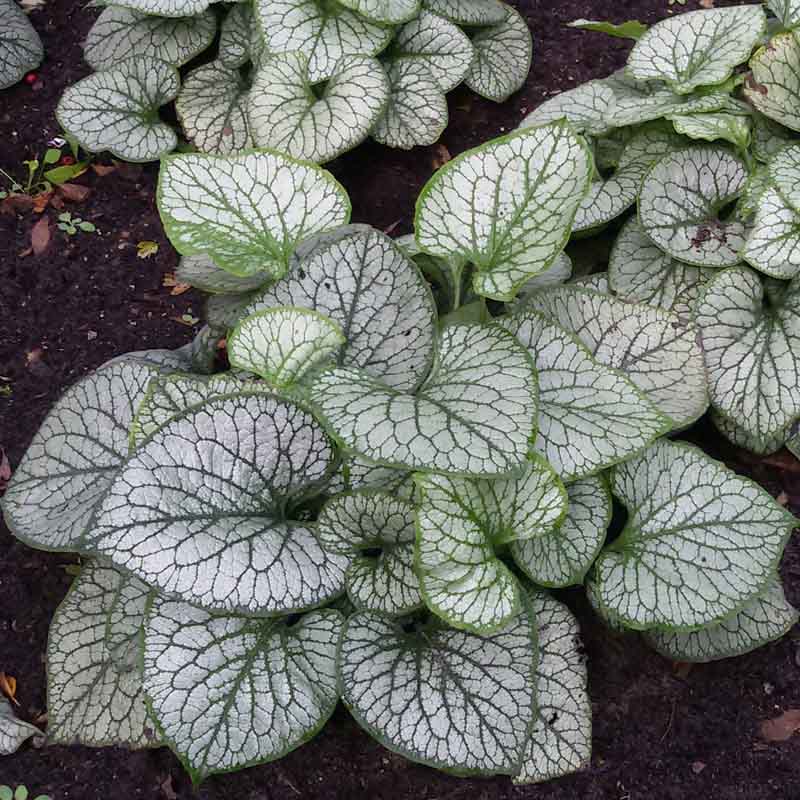 Artikelbild 3 des Artikels “Kaukasus-Vergissmeinnicht, silberlaubig “