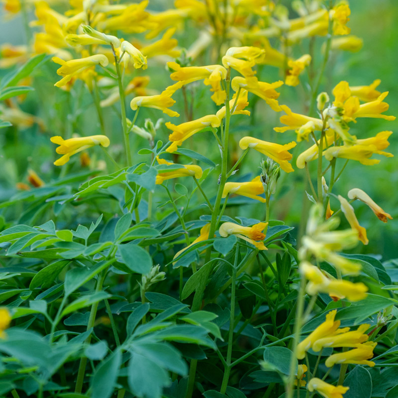 Artikelbild 3 des Artikels “Lerchensporn, gelb “