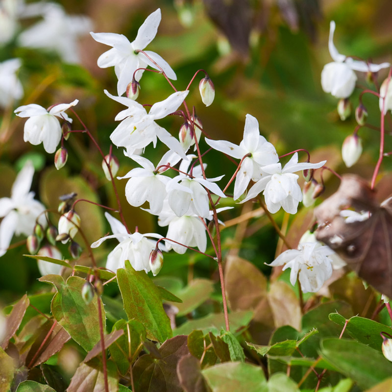 Artikelbild 3 des Artikels “Elfenspiegel, weiß “