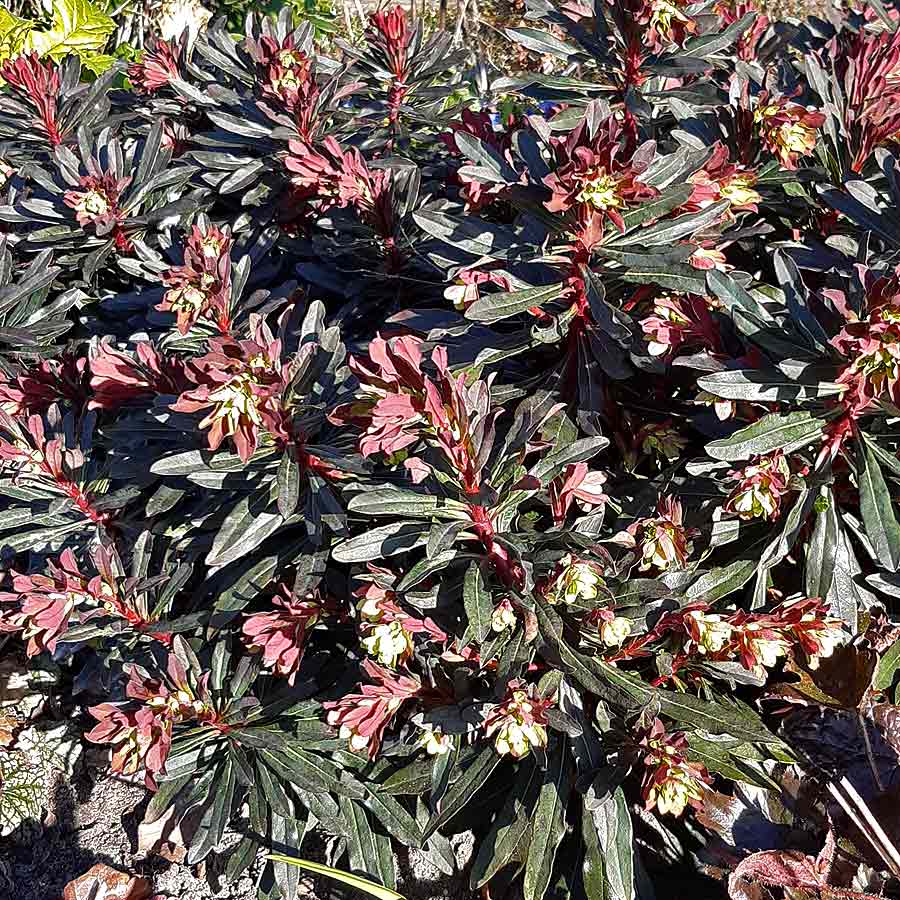 Artikelbild 3 des Artikels “Wolfsmilch, gelb “