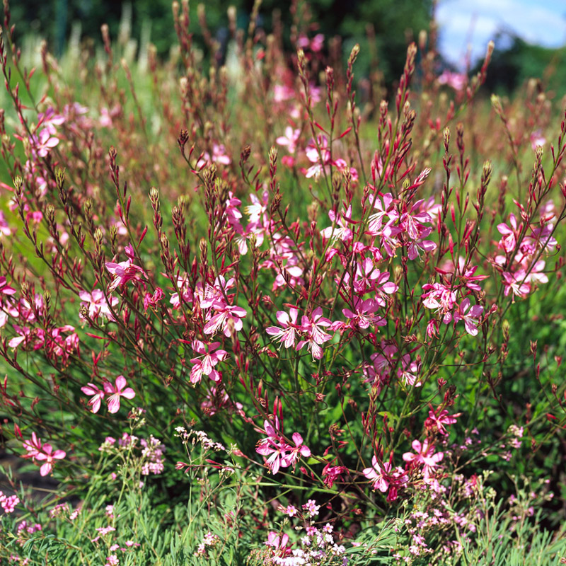 Artikelbild 3 des Artikels “Prachtkerze, dunkelrosa “