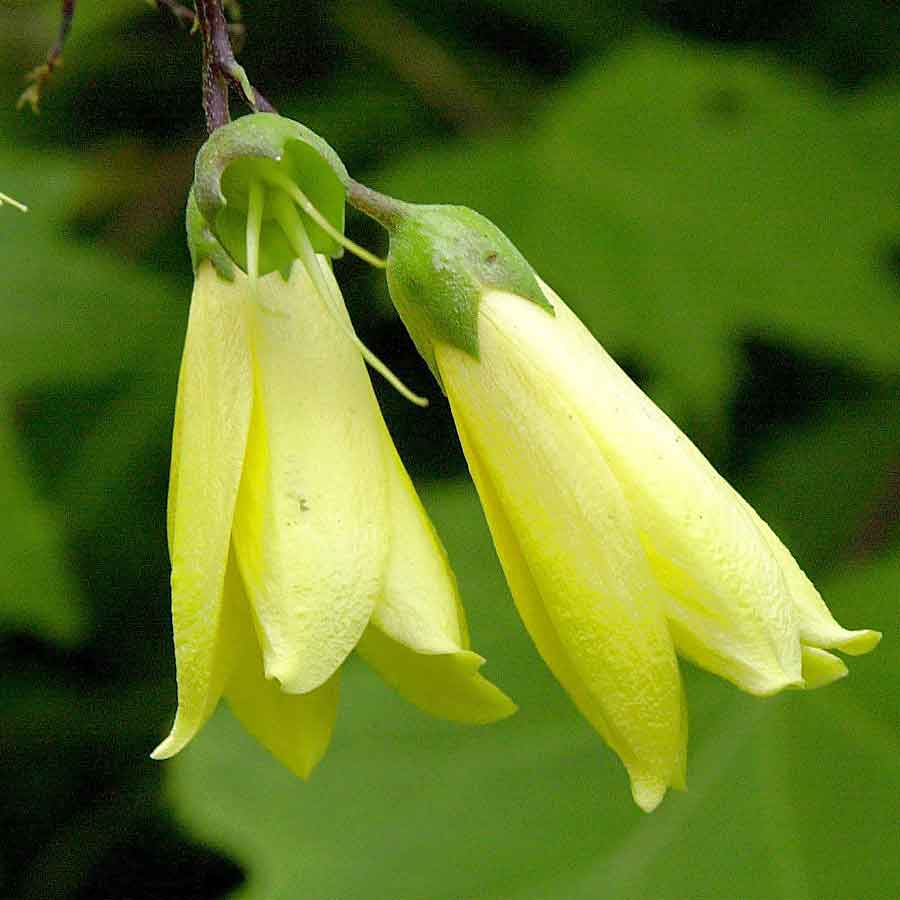 Artikelbild 3 des Artikels “Wachsglocke “