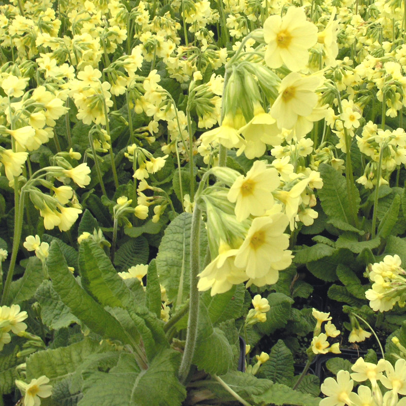 Artikelbild 3 des Artikels “Wald-Schlüsselblume “