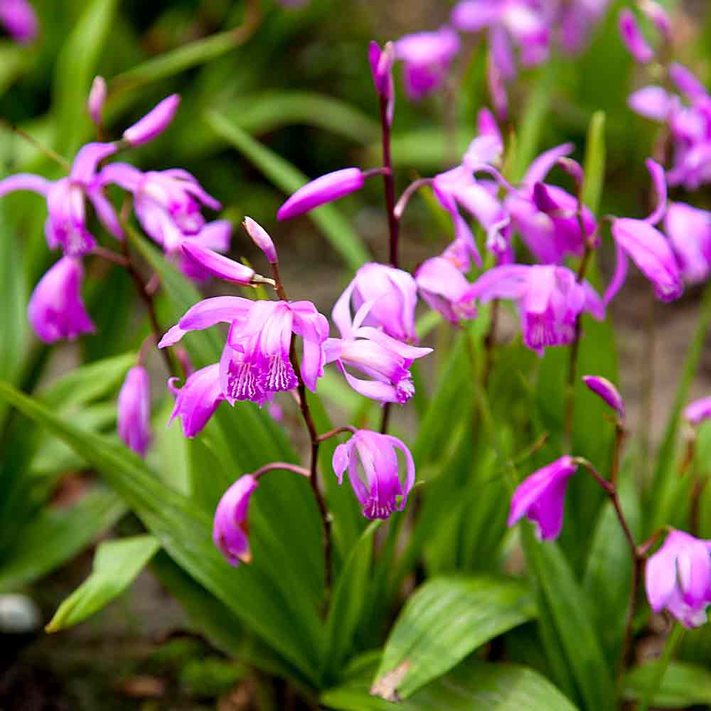 Artikelbild 3 des Artikels “Japanorchidee tiefrosa “