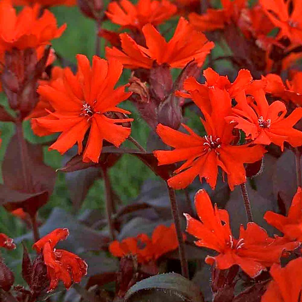 Artikelbild 3 des Artikels “Lichtnelke, orange “