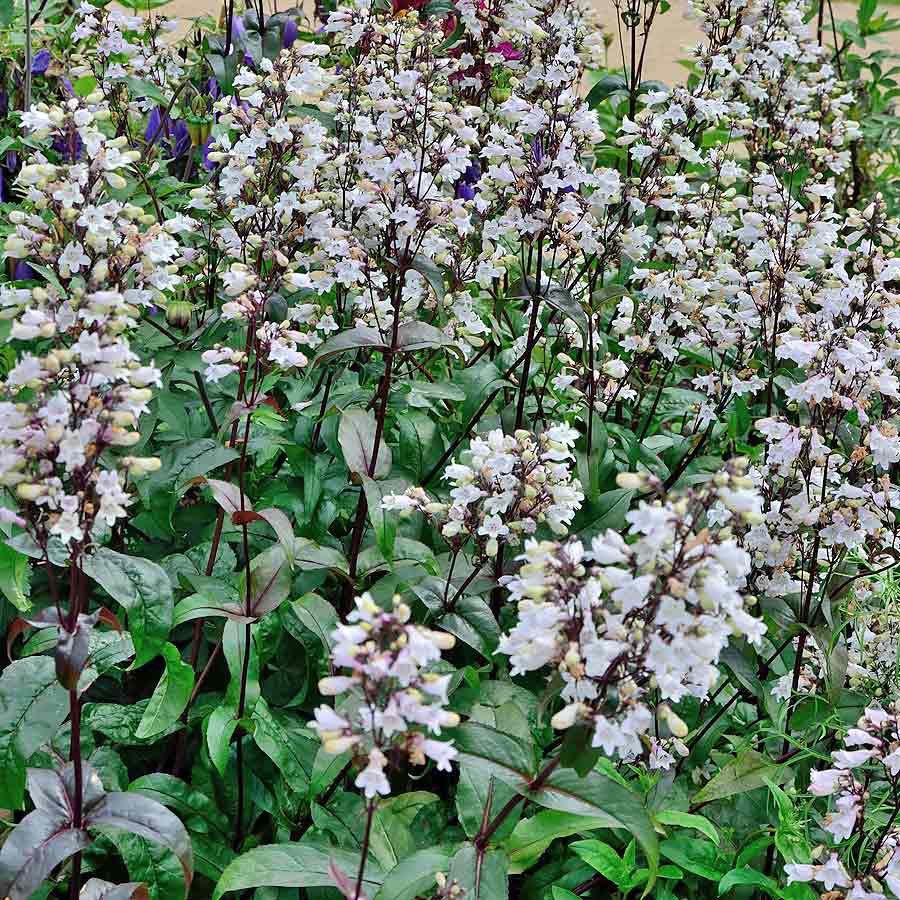 Artikelbild 3 des Artikels “Bartfaden, weiß “