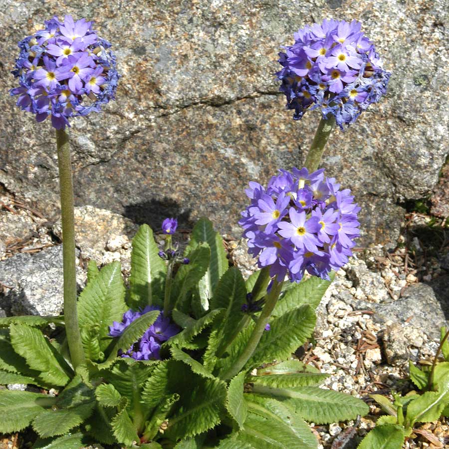 Artikelbild 3 des Artikels “Kugel-Primel, violett “