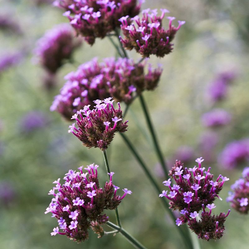 Artikelbild 3 des Artikels “Eisenkraut “