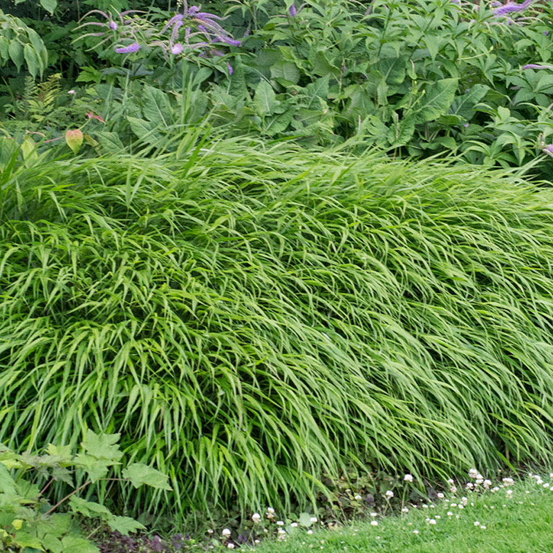 Artikelbild 3 des Artikels “Japanisches Berggras “