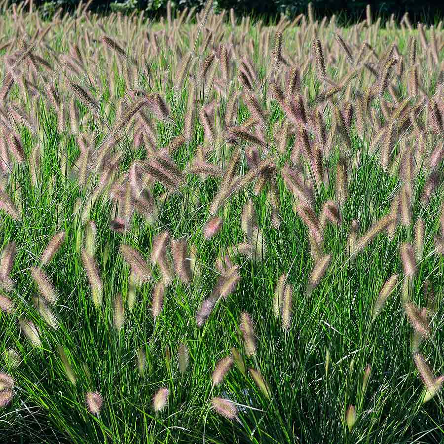 Artikelbild 3 des Artikels “Lampenputzergras 'Hameln' “