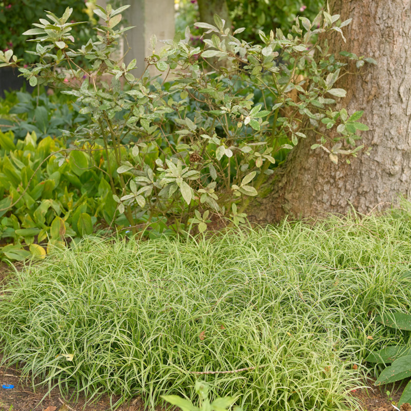 Artikelbild 3 des Artikels “Japan-Segge “