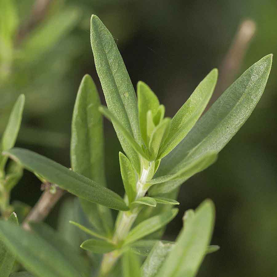 Artikelbild 3 des Artikels “Blauer Ysop “