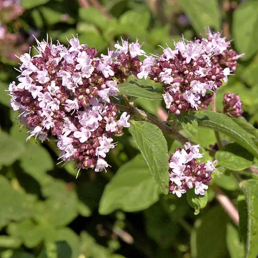 Artikelbild 3 des Artikels “Oregano “