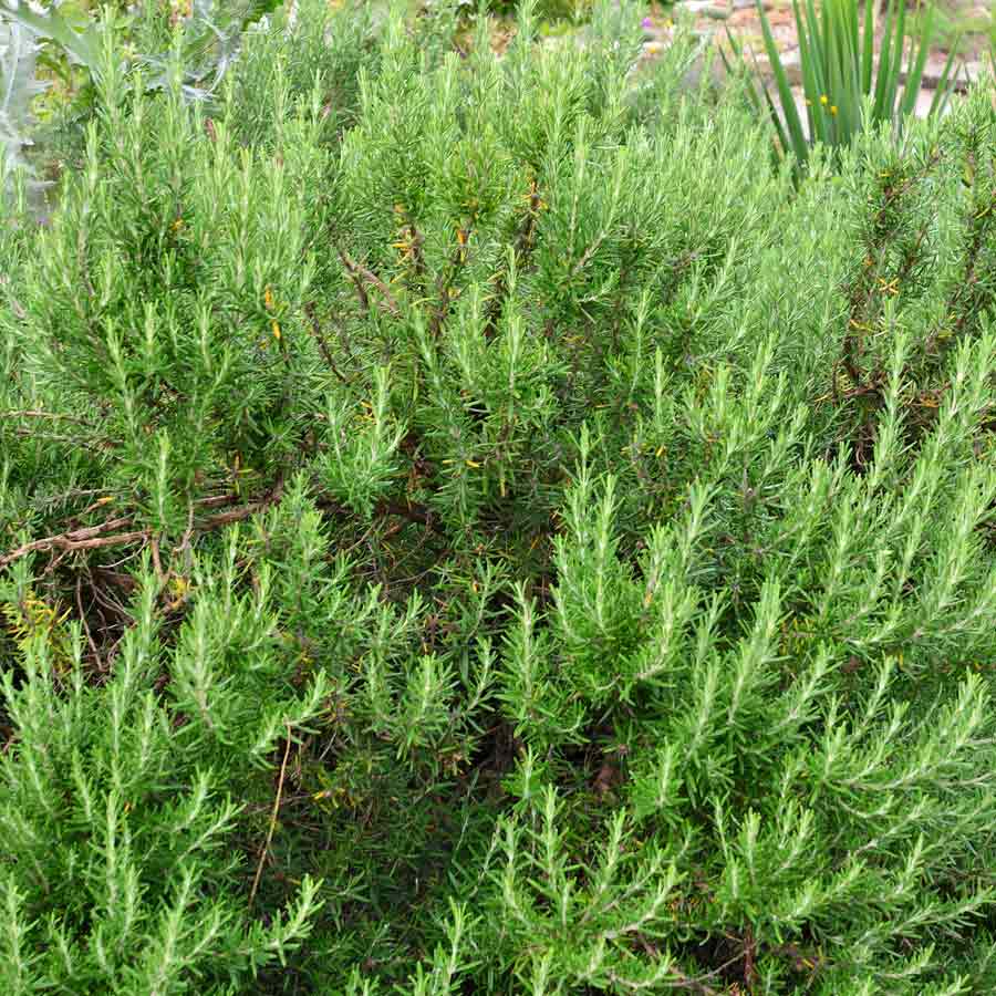 Artikelbild 3 des Artikels “Rosmarin “