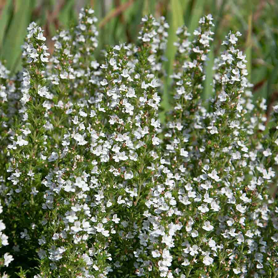Artikelbild 3 des Artikels “Winter-Bohnenkraut “