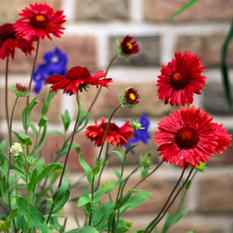 Artikelbild 3 des Artikels “Kokardenblume, weinrot “
