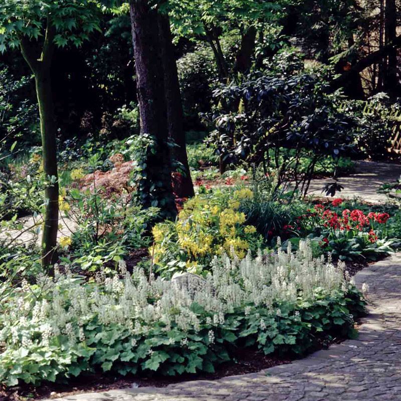 Artikelbild 3 des Artikels “Schaumblüte “