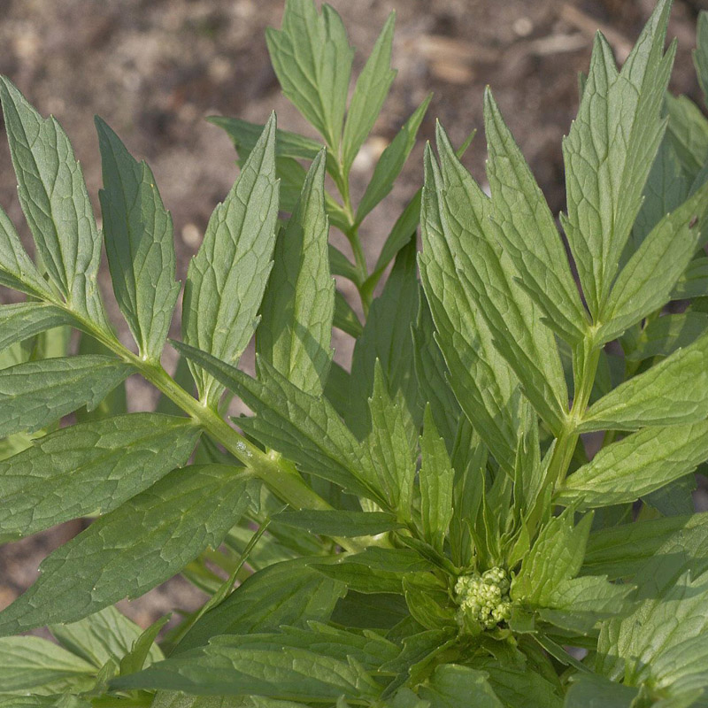 Artikelbild 3 des Artikels “Baldrian “