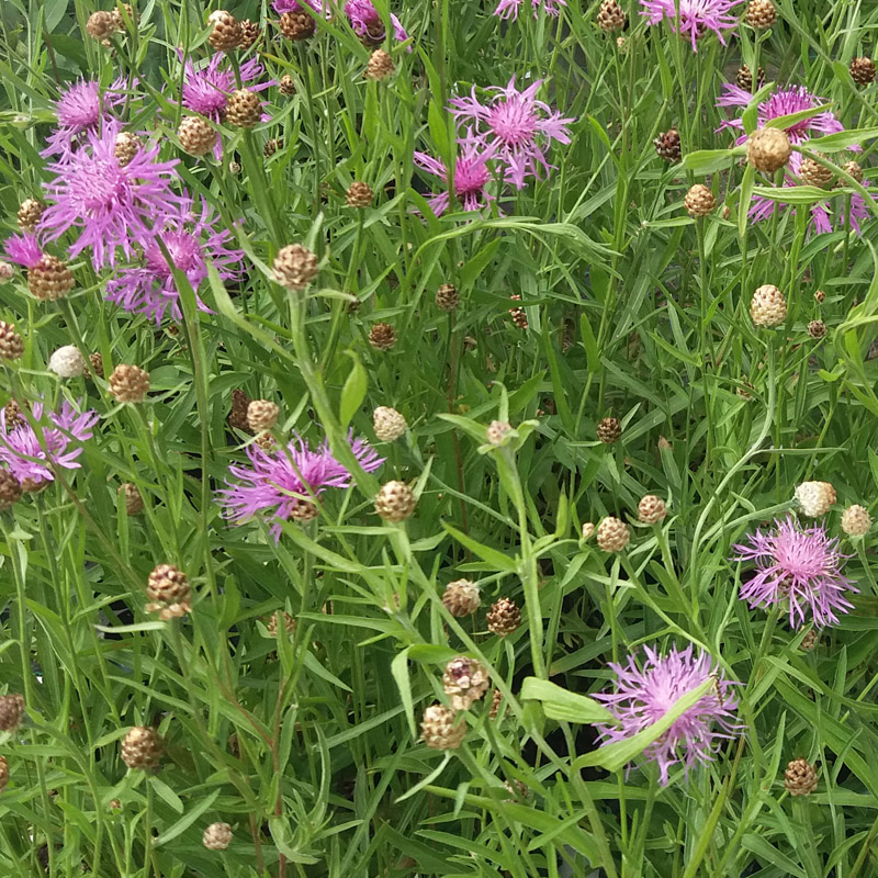 Artikelbild 3 des Artikels “Wiesen-Flockenblume “