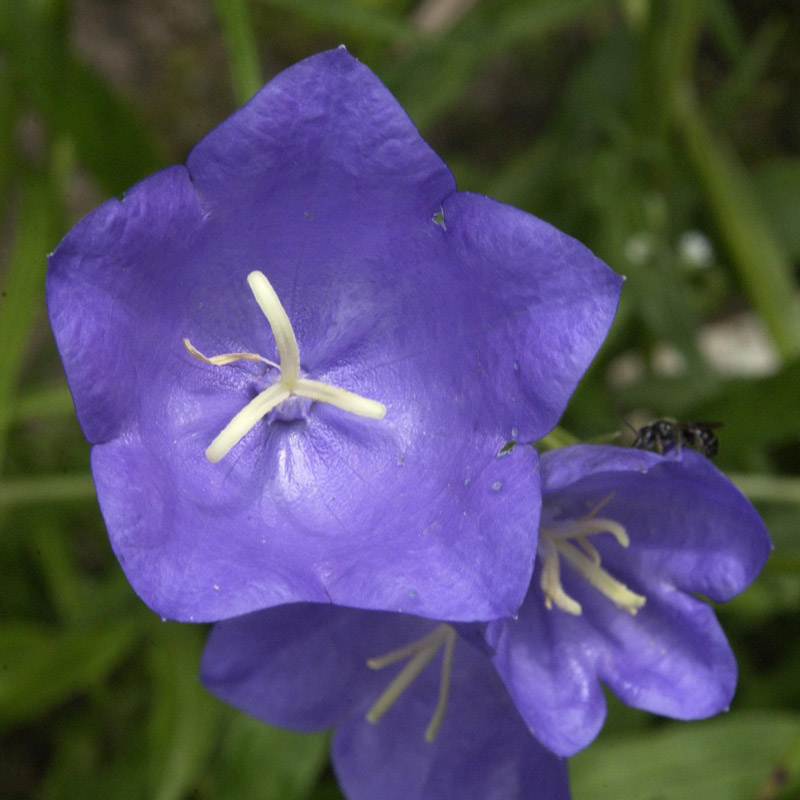 Artikelbild 3 des Artikels “Pfirsichblättrige-Glockenblume “