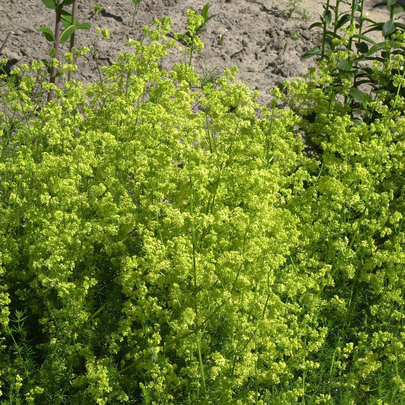 Artikelbild 3 des Artikels “Echtes Labkraut “