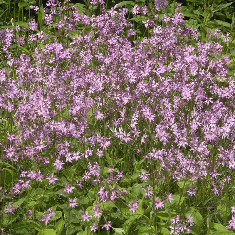 Artikelbild 3 des Artikels “Kuckucks-Lichtnelke “