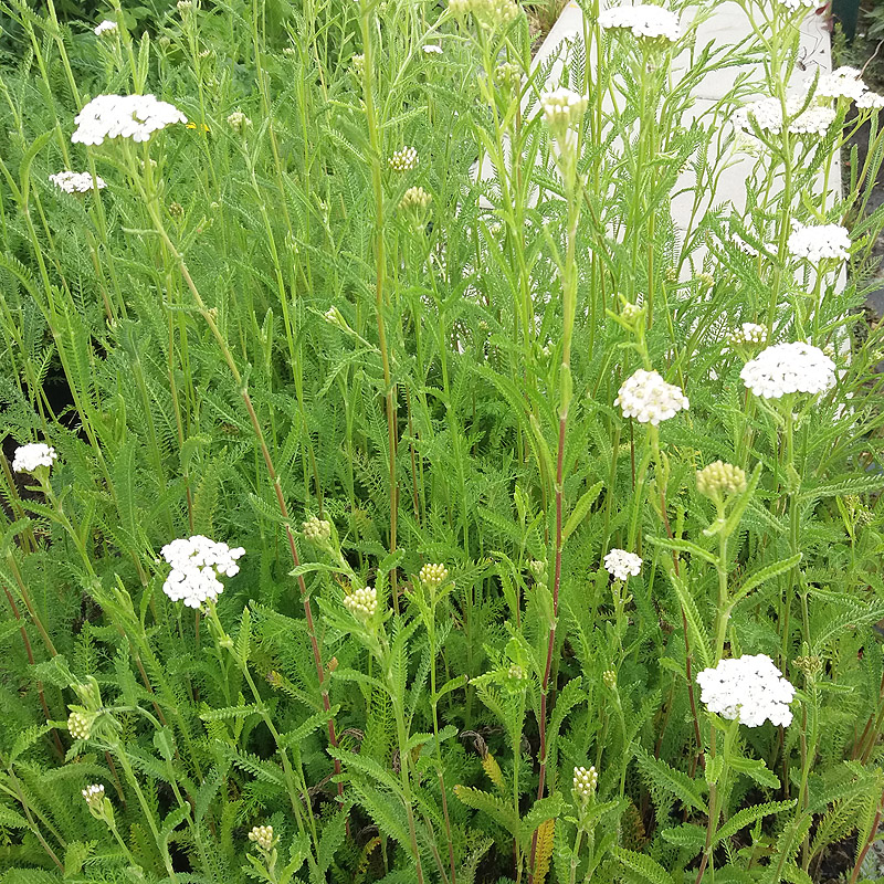 Artikelbild 3 des Artikels “Schafgarbe “