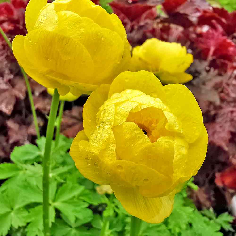 Artikelbild 3 des Artikels “Trollblume “