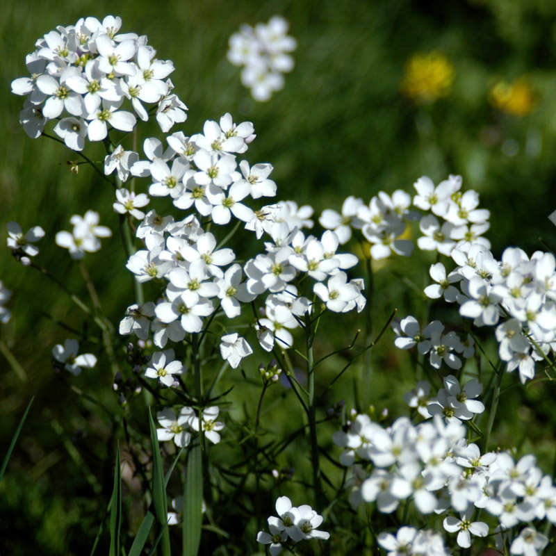 Artikelbild 3 des Artikels “Wiesenschaumkraut “