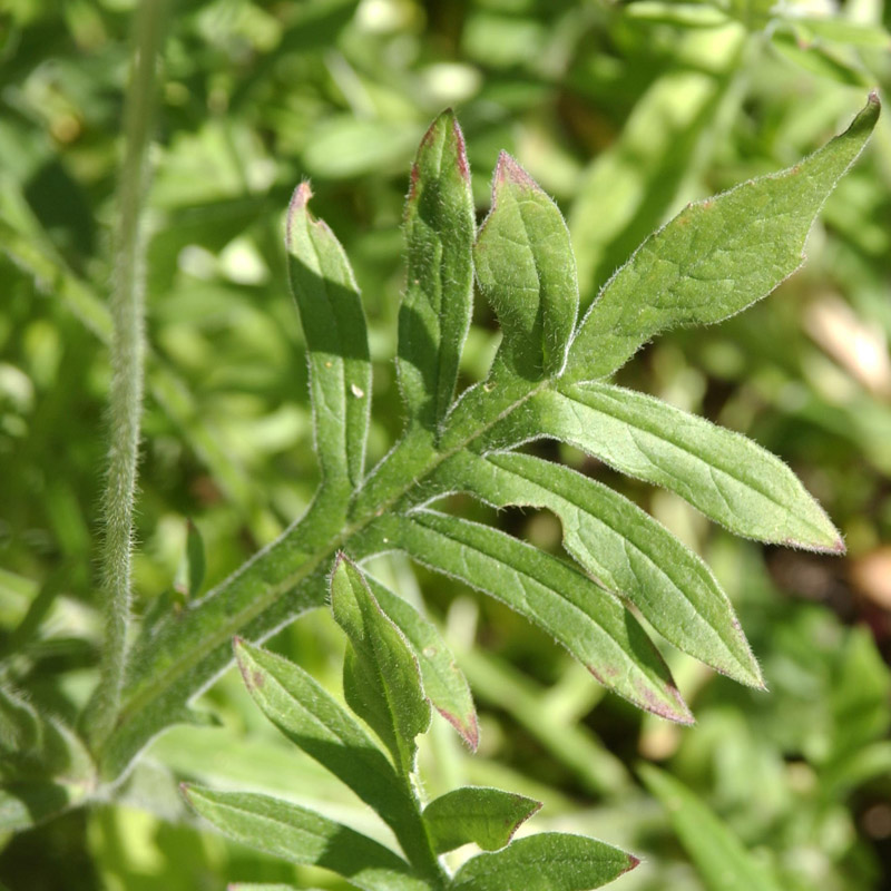 Artikelbild 3 des Artikels “Acker-Witwenblume “