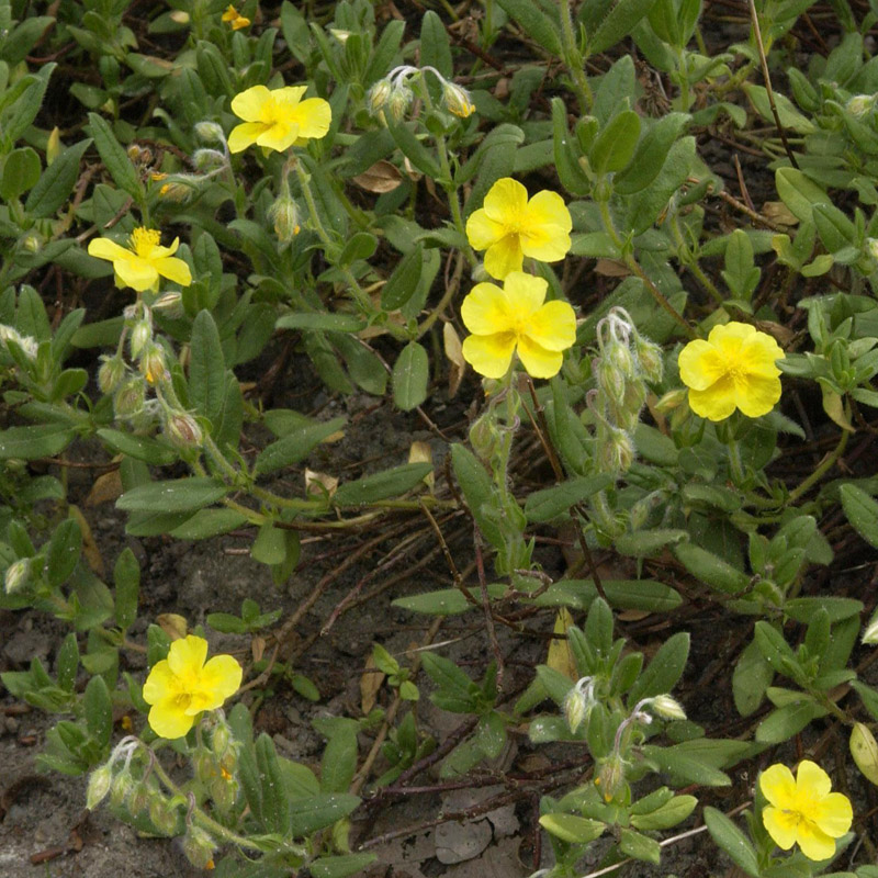 Artikelbild 3 des Artikels “Sonnenröschen “