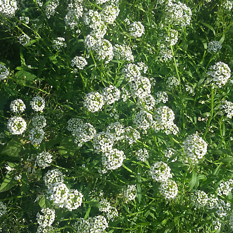 Artikelbild 3 des Artikels “Untersaat-Mischung weiß “