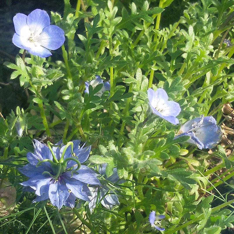 Artikelbild 3 des Artikels “Untersaat-Mischung blau “