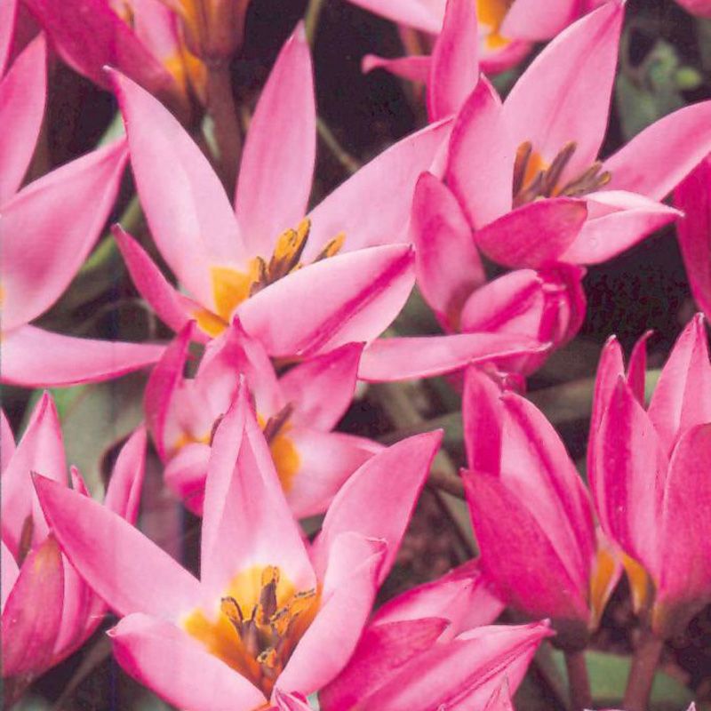 Artikelbild 3 des Artikels “Wildtulpen-Mischung “