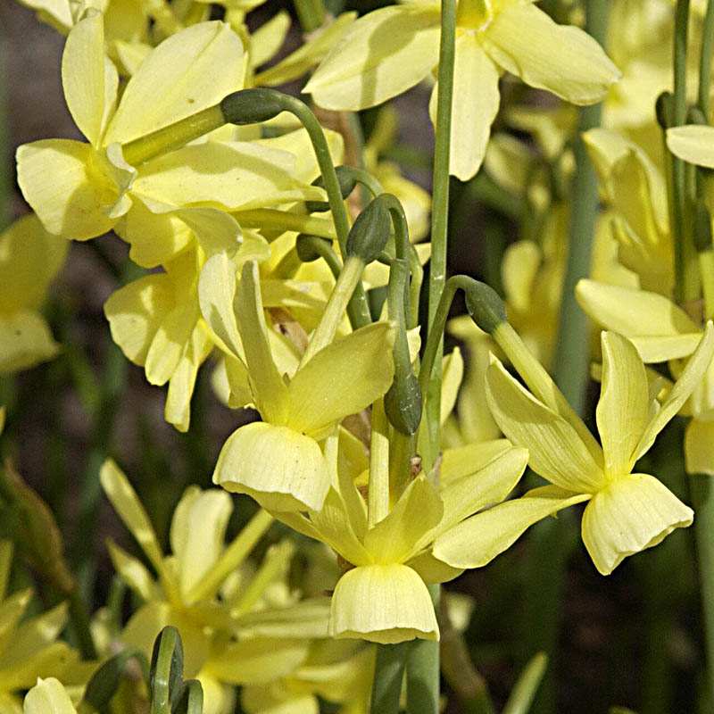 Artikelbild 3 des Artikels “Wild-Narzisse, spätblühend “