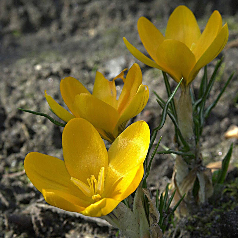 Artikelbild 3 des Artikels “Garten-Krokus gelb “