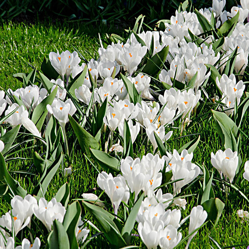 Artikelbild 3 des Artikels “Garten-Krokus weiß “