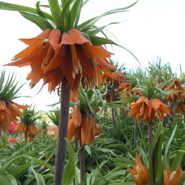 Artikelbild 3 des Artikels “Kaiserkrone, rot “